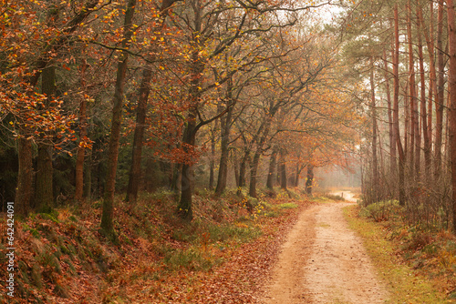 Sandy path through the autumn forest. © Jan van der Wolf