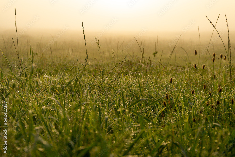 Dew drops during sunrise on a foggy morning Dew drops during sunrise on a foggy morning