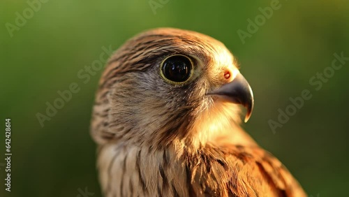 Close-up of a kestrel falcon bird of prey. photo
