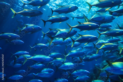 A bunch of fish swimming together in a blue