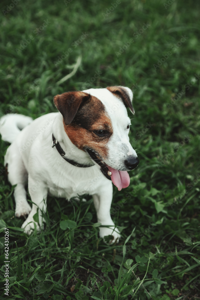 Portrait of Small Jack Russell terrier on green grass in natural park