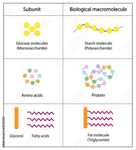 Carbohydrates, lipids and proteins subunits and biological macromolecules. Glucose, Amino acids, Glycerol and Fatty acids molecules. Scientific vector illustration.