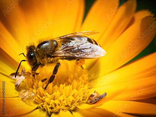 bee on flower collecting pollen © hristoshanov