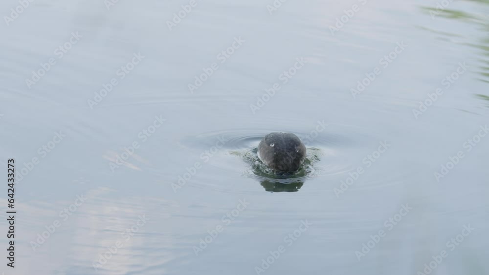 Slow motion black duck cleanin itselfin a pond Slow motion black duck cleanin itselfin a pond