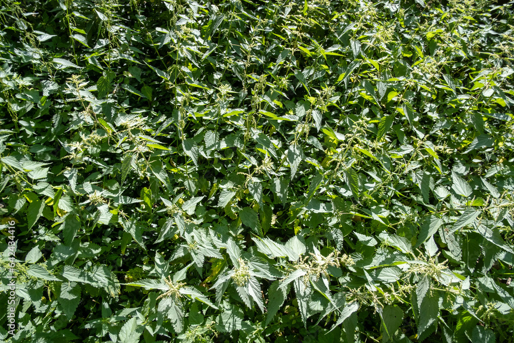 Fototapeta premium Nettles