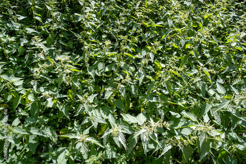 Wallpaper Mural Nettles Torontodigital.ca