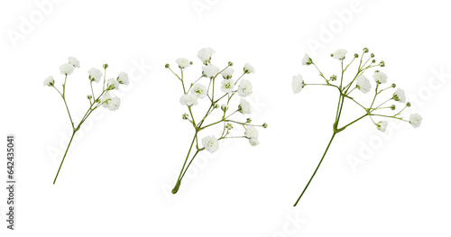 Set of small white gypsophila flowers isolated on white or transparent background