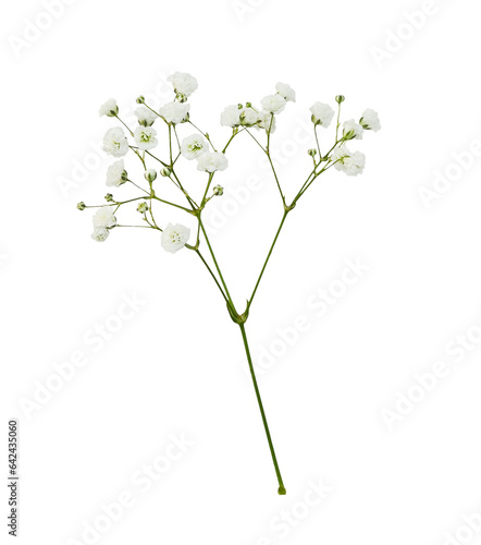 Closeup of small white gyps...