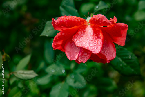 a closeup shot of beautiful red roses with droplets in the garden