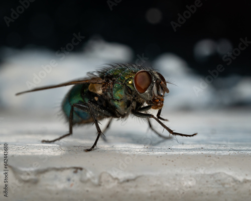 close up shot of fly on the surface