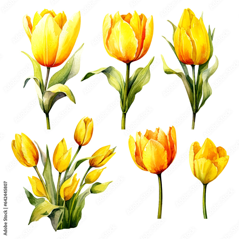 set of yellow tulip flower watercolor set of yellow tulip flower watercolor
