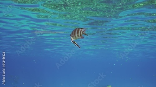 Sergeant fish swim under surface of water, cleaner fish is cleaning it from parasites at cleaning station. Indo-Pacific sergeant (Abudefduf vaigiensis) and Bluestreak cleaner (Labroides dimidiatus) photo