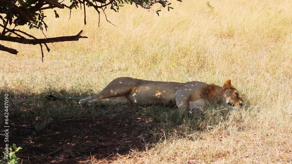 A Lion (Panthera Leo) in Serengeti National Park, Tanzania, Africa A Lion (Panthera Leo) in Serengeti National Park, Tanzania, Africa