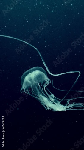 Mauve Stinger Jellyfish swim on deph sea. Mauve Stinger, Night-lightx Jellyfish, Phosphorescent jelly or Purple people eater (Pelagia noctiluca) floating on blue deep of Ocean photo