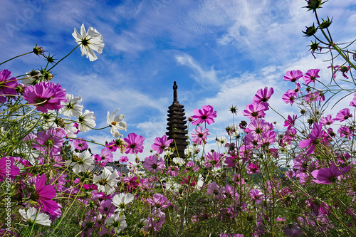 Εκτύπωση καμβά Stone pagoda of Hannya-ji Temple and beautiful cosmos field, Nara City, Nara Pre