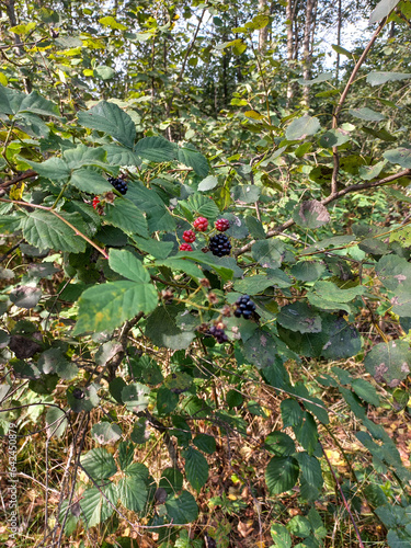 Wild blackberry in the forest