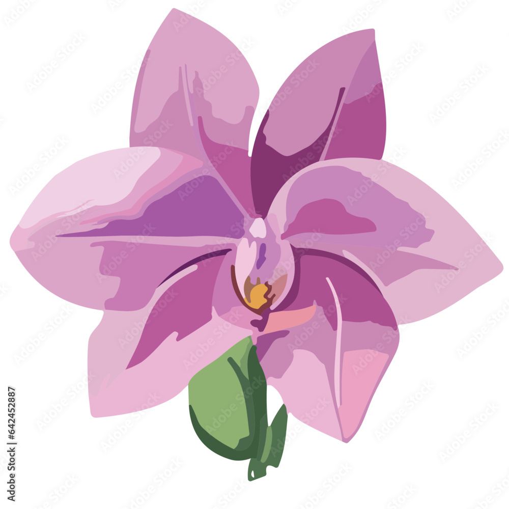 Pink Purple Orchid Flowers with Purple Orchid Accent Pink Purple Orchid Flowers with Purple Orchid Accent