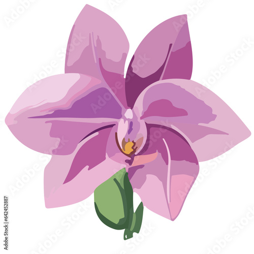 Pink Purple Orchid Flowers with Purple Orchid Accent © Deejungvillage