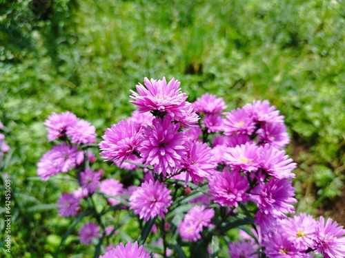 Beautiful dan colourful purple marigold flower aster amellus