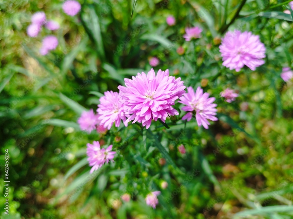 Beautiful dan colourful purple marigold flower aster amellus Beautiful dan colourful purple marigold flower aster amellus