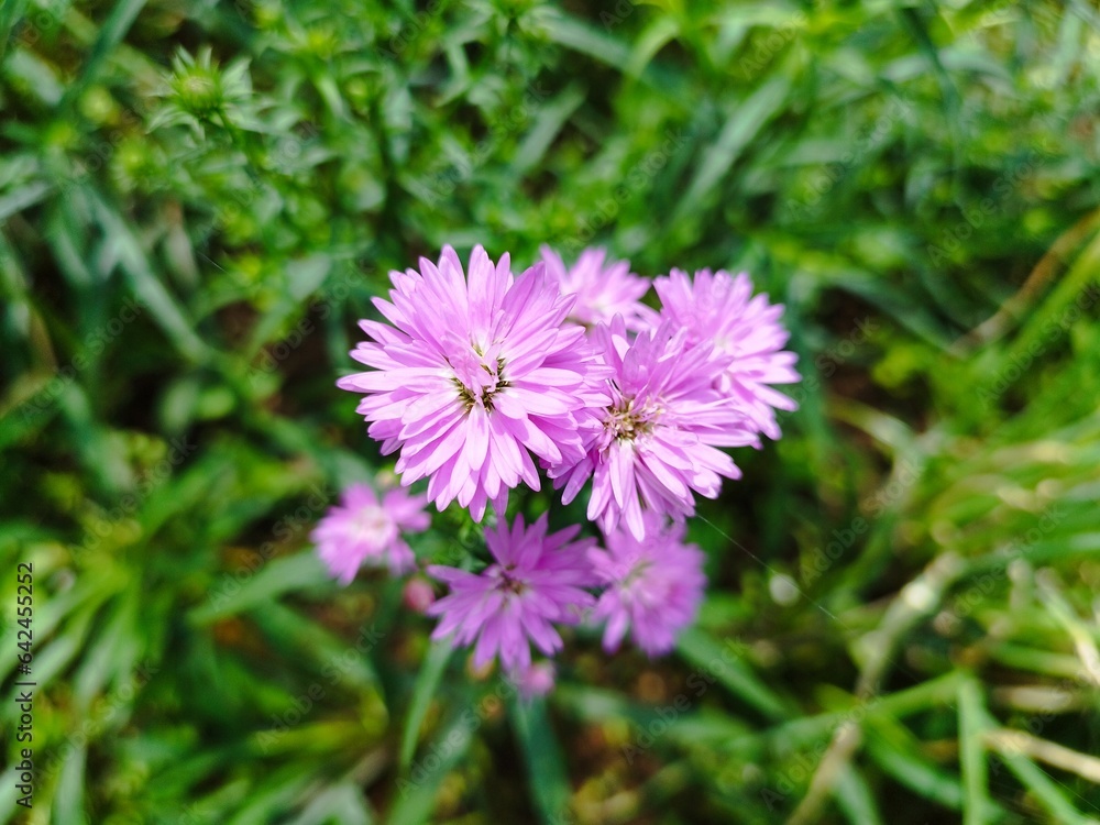 Beautiful dan colourful purple marigold flower aster amellus Beautiful dan colourful purple marigold flower aster amellus