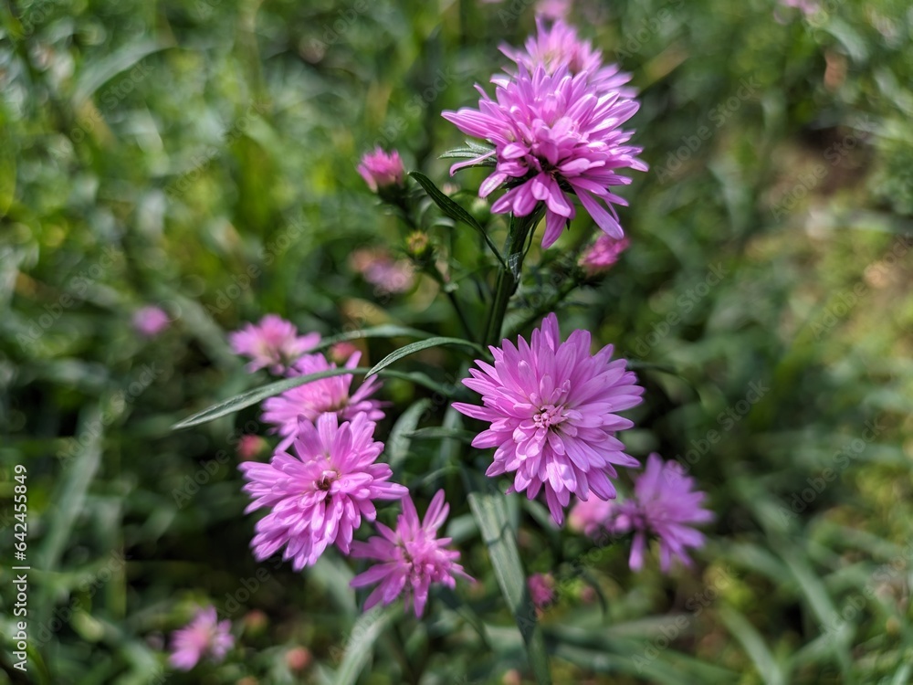Beautiful dan colourful purple marigold flower aster amellus Beautiful dan colourful purple marigold flower aster amellus