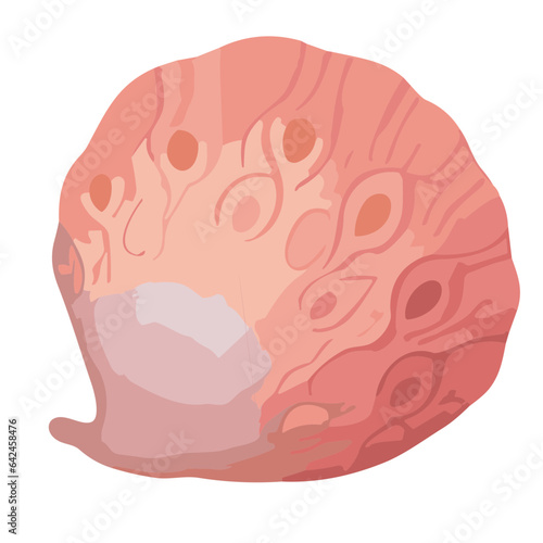 Seashell illustration in brown with tropical beach vibes, isolated design featuring marine scallop patterns and clam shapes for summer decoration