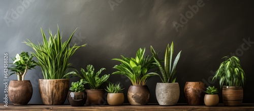 Collection of small potted plants for rustic home decor