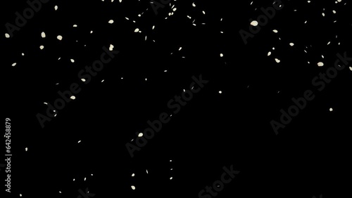 Falling white petals loop isolated with an alpha channel