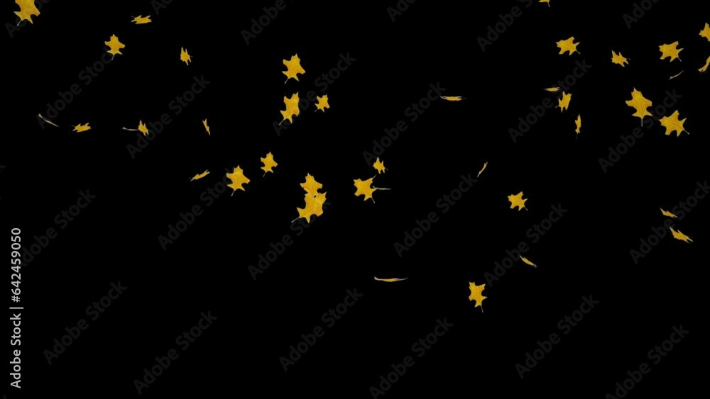 Falling yellow leaves isolated with an alpha channel Falling yellow leaves isolated with an alpha channel