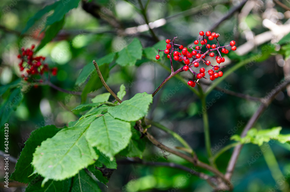 Rote Beeren in Alaska - Diese stehen durch den Klimawandel zunehmend auf dem Speiseplan von Grizzlybären Rote Beeren in Alaska - Diese stehen durch den Klimawandel zunehmend auf dem Speiseplan von Grizzlybären