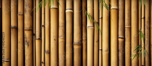 Bamboo used in construction