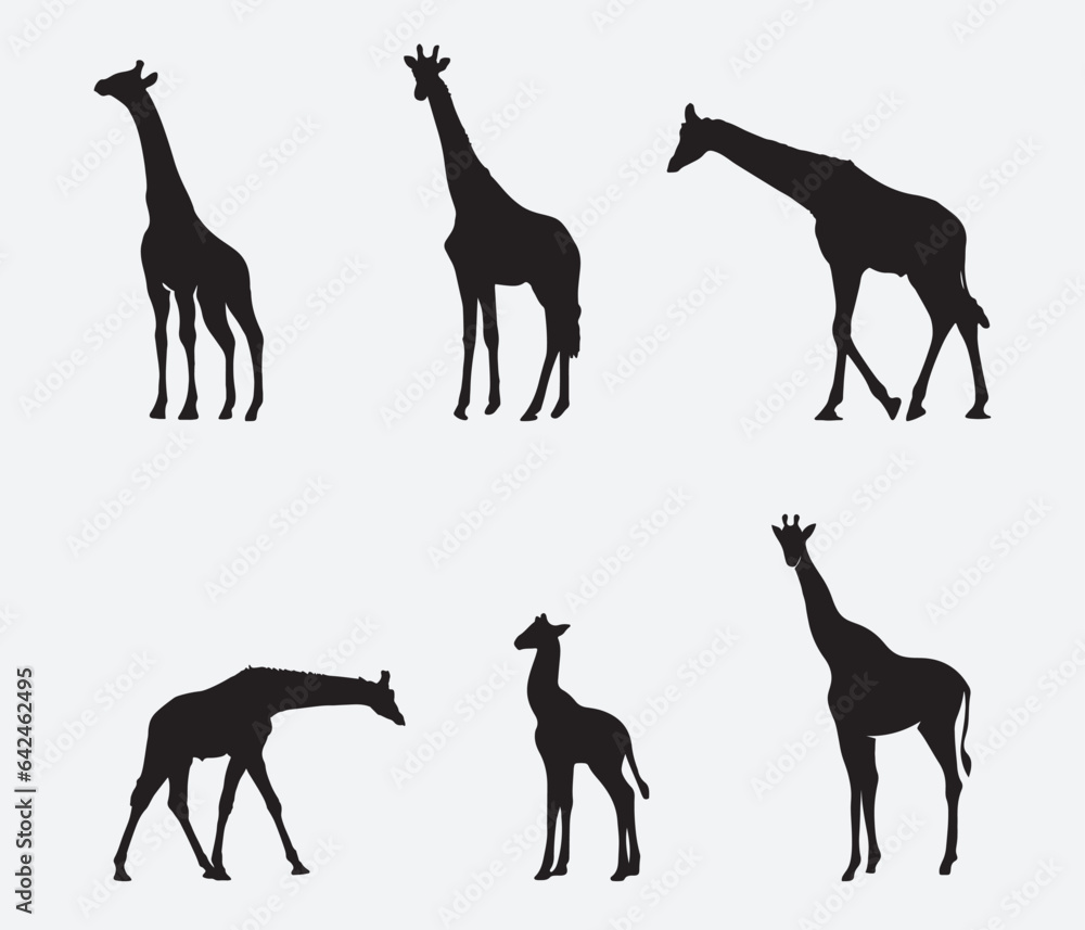 Fototapeta premium Set of vector silhouettes of giraffes