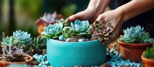 Creating an indoor garden with succulents in a marbled planter banner size turquoise or mint green color