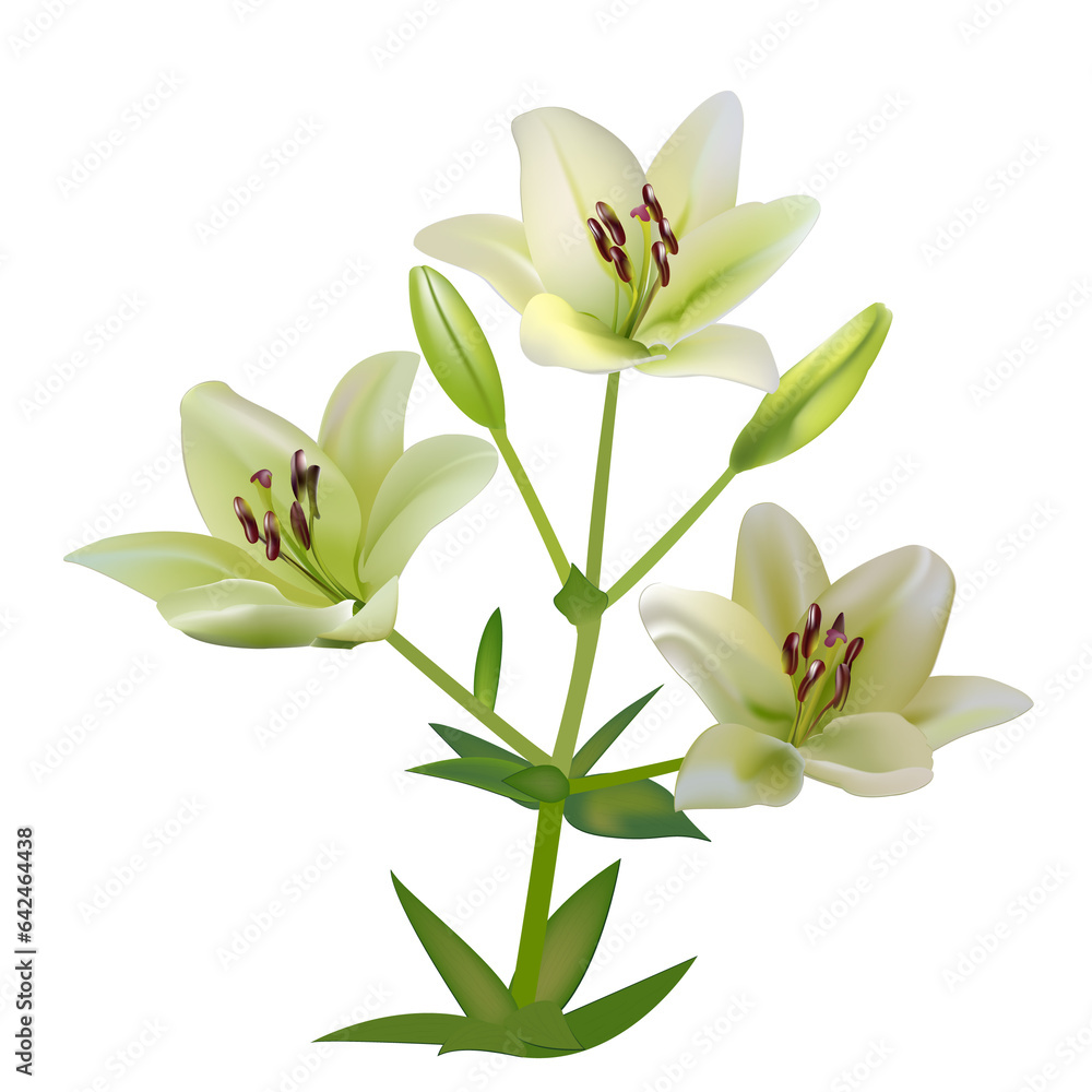 Obraz premium Lilium isolated closeup on white background