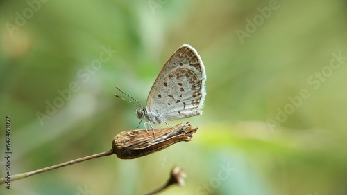 Wallpaper Mural various kinds of insects in nature Torontodigital.ca
