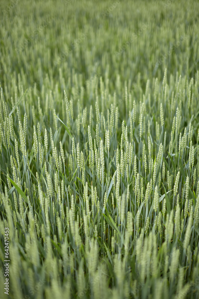 Obraz premium An ear of green wheat against a blue sky.