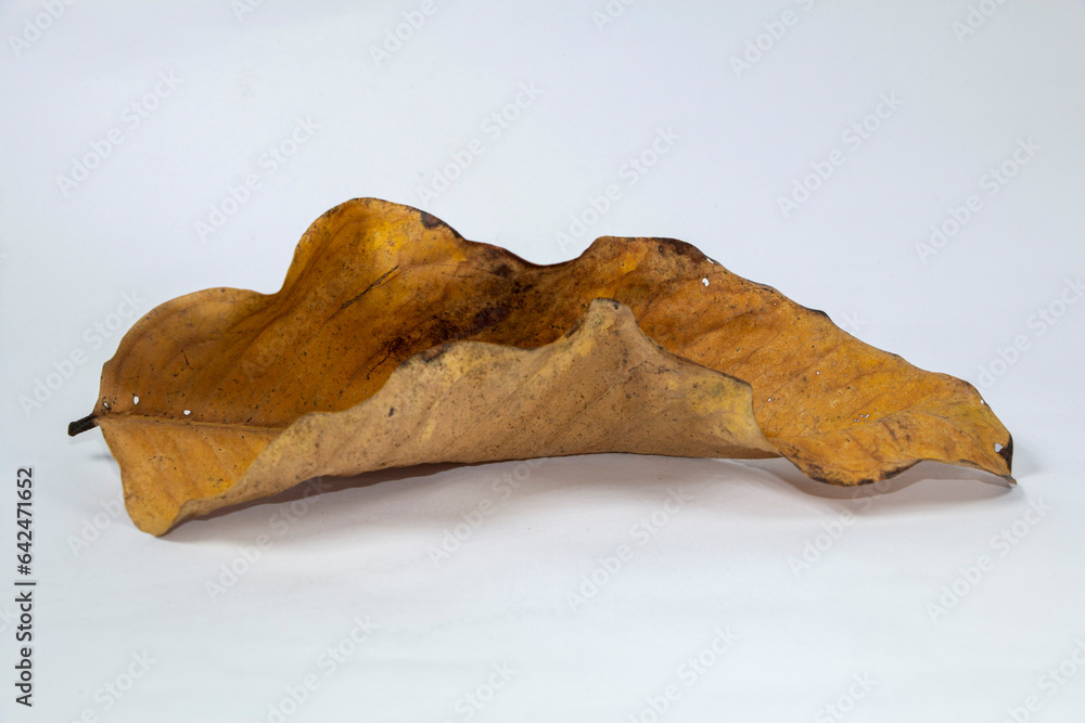 Dead Dry leaf isolated on white background autumn leaves Dead Dry leaf isolated on white background autumn leaves