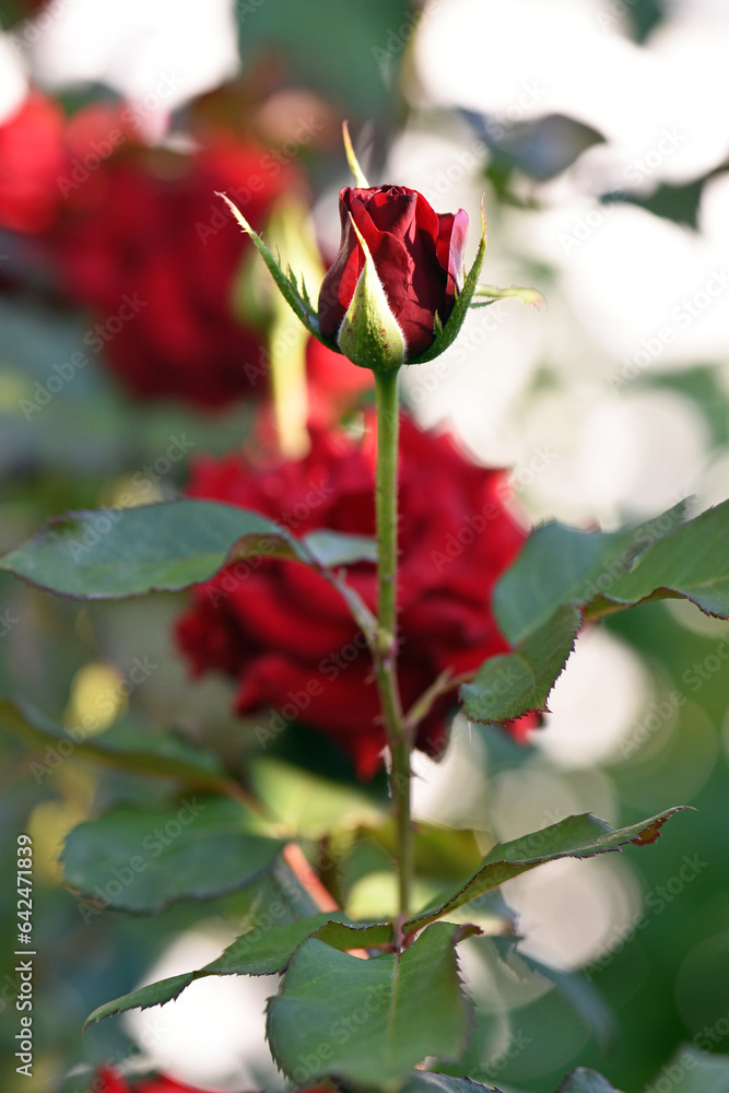 delicate red rose with buds on a flower bed. beautiful flowers of red garden roses. Bushes of red roses are blooming in the garden. Plant care, landscaping, holiday gift for a girl. bokeh, background delicate red rose with buds on a flower bed. beautiful flowers of red garden roses. Bushes of red roses are blooming in the garden. Plant care, landscaping, holiday gift for a girl. bokeh, background