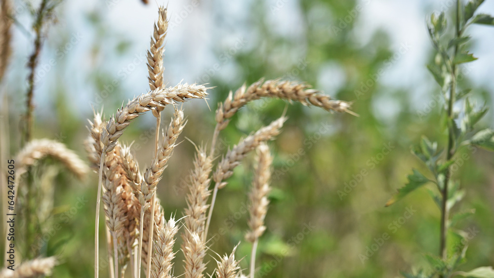 spikelets of golden wheat in the field. Ripe big golden ears of wheat on a yellow background of the field. nature. The idea of a rich summer harvest, agriculture, agro-industrial complex for food. spikelets of golden wheat in the field. Ripe big golden ears of wheat on a yellow background of the field. nature. The idea of a rich summer harvest, agriculture, agro-industrial complex for food.