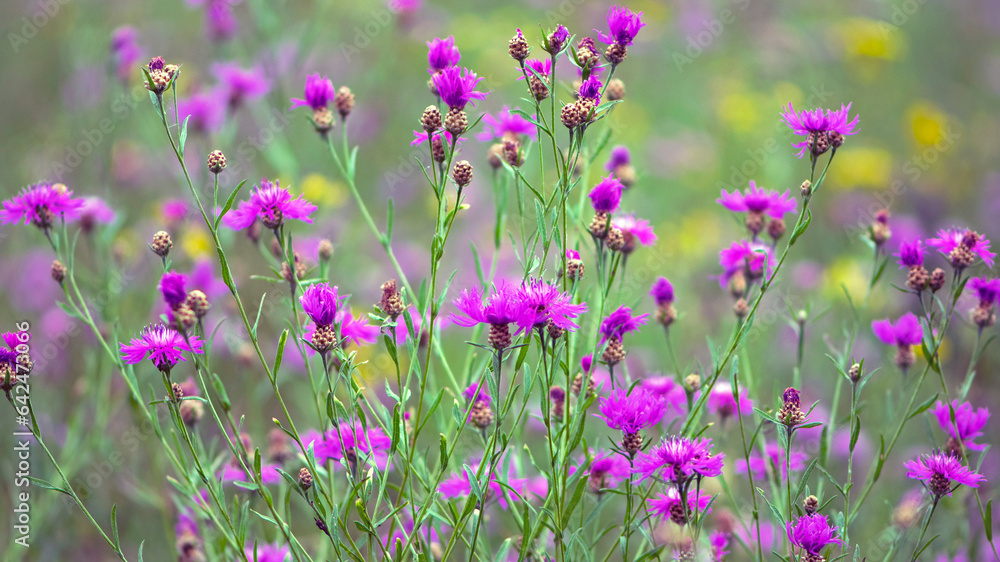 Centaurea jacea. Knapweed close-up. Purple bright flower on a background of green leaves. Beautiful botanical floral background. Flowering plant background of bright wildflowers in green grass Centaurea jacea. Knapweed close-up. Purple bright flower on a background of green leaves. Beautiful botanical floral background. Flowering plant background of bright wildflowers in green grass