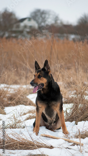 photos with a dog. german shepherd plays in a snowy park in winter. dog with a stick, pet, walking in nature. shepherd dog in the snow in a dry reed. autumn, winter or spring. favorite pet