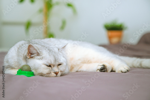 British cat sleeps with a ball of catnip.