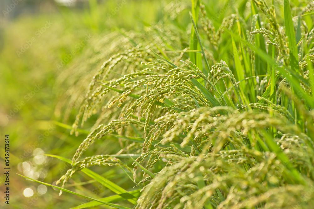夕日に照り輝く稲穂（米）