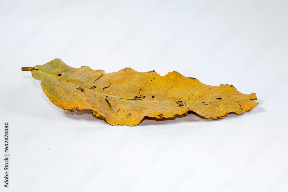 Naklejka premium Dead Dry leaf isolated on white background autumn leaves