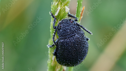 Leaf bug in the morning dew