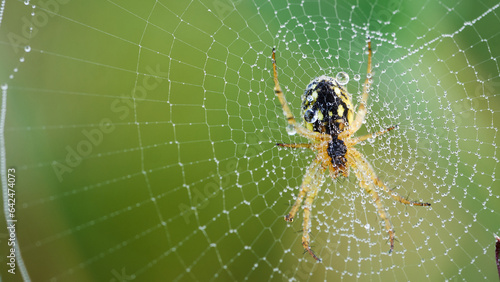 Spider's web in the morning dew