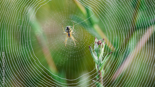 Spider's web in the early morning dew