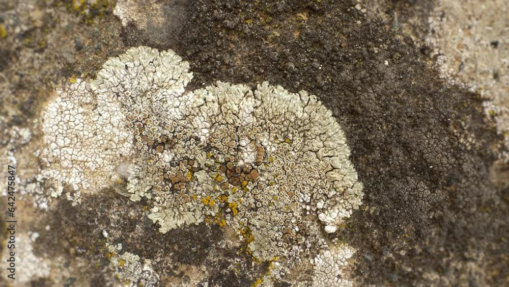 Lichenized fungus. Macro shot of moss and lichen growing on a stone moss Lichenized fungus. Macro shot of moss and lichen growing on a stone moss