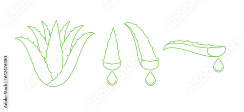 Aloe vera plant and sliced leaves. Outline vector illustration isolated on white.
